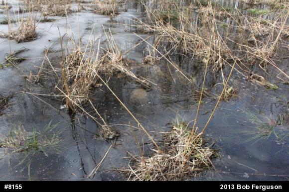 Snapping Turtle
