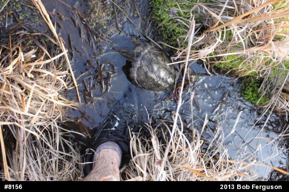 Snapping Turtle