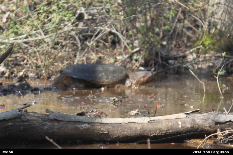 Snapping Turtle