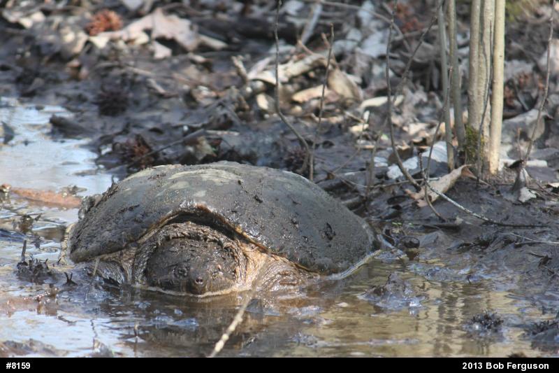 Snapping Turtle