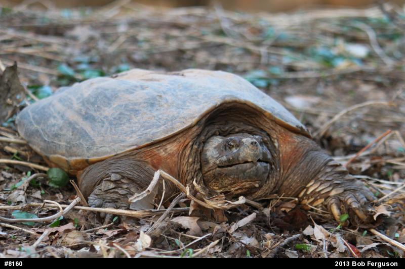 Snapping Turtle