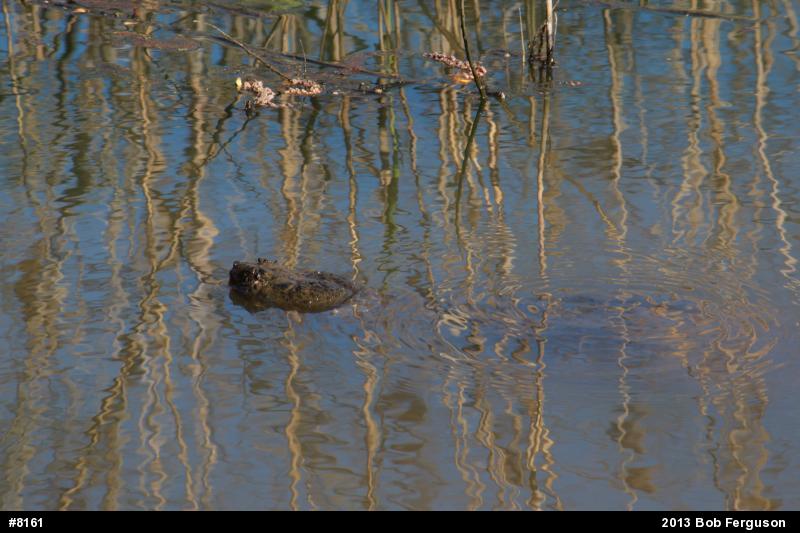 Snapping Turtle