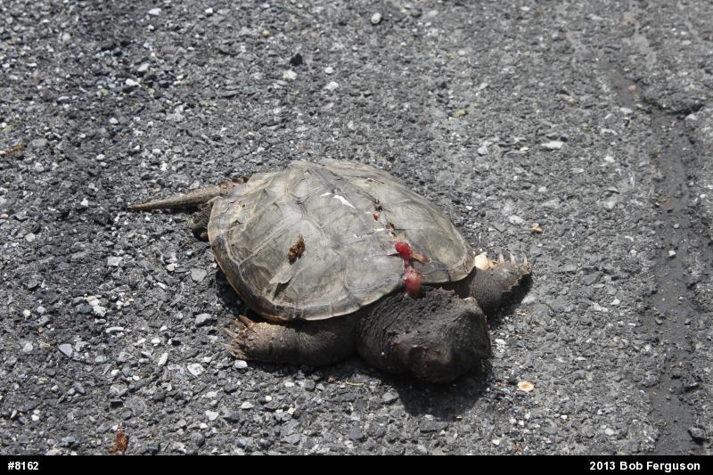 Snapping Turtle