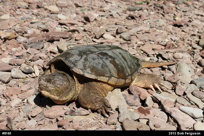Snapping Turtle