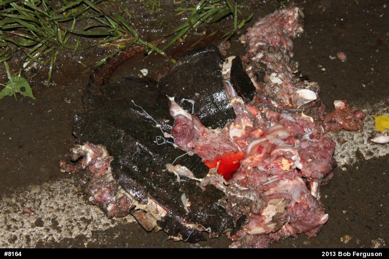 Snapping Turtle