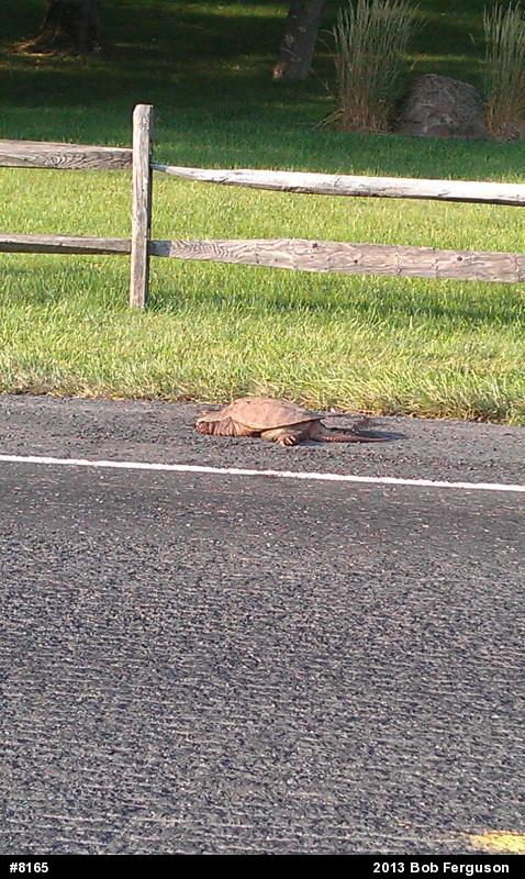 Snapping Turtle