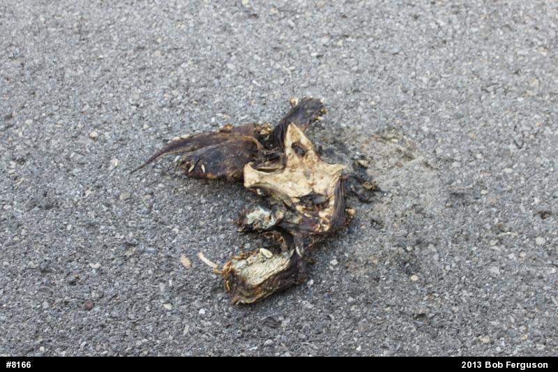 Snapping Turtle