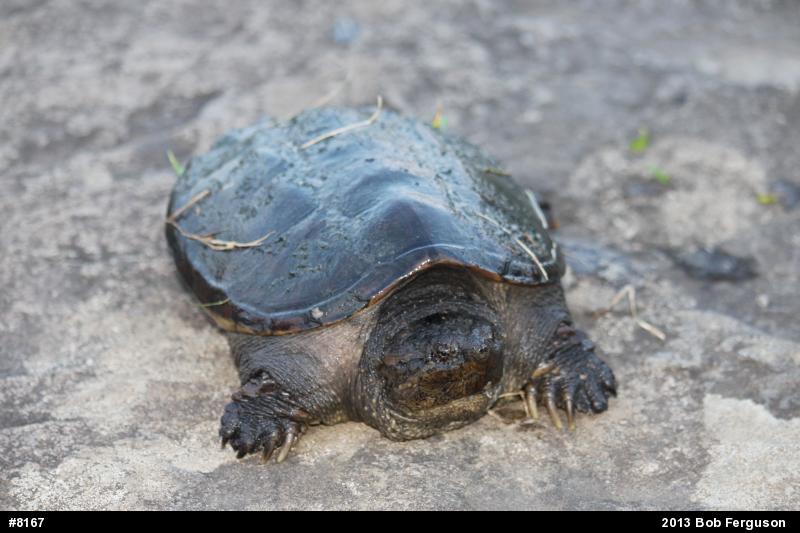Snapping Turtle