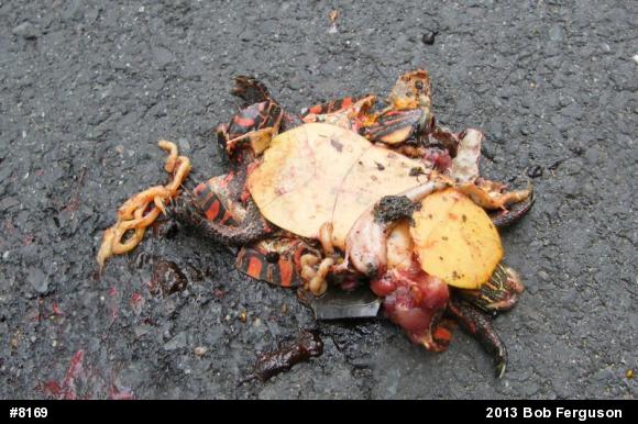 Painted Turtle