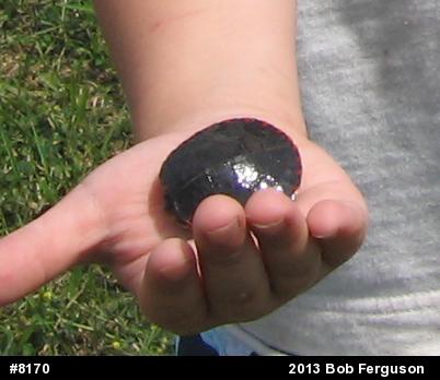 Painted Turtle