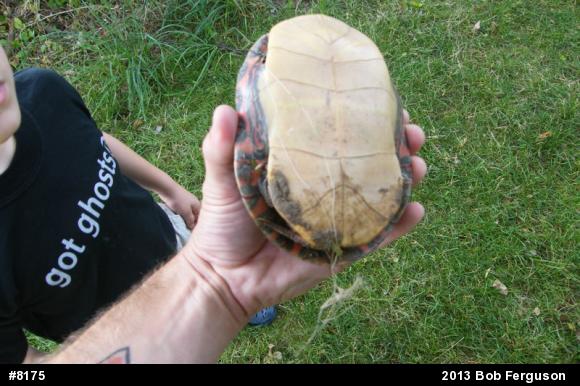 Eastern Painted Turtle