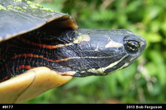 Eastern Painted Turtle