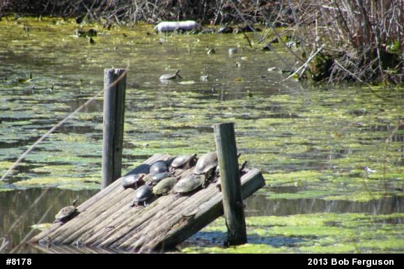 Eastern Painted Turtle