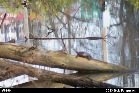 Eastern Painted Turtle