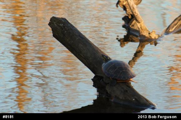 Eastern Painted Turtle