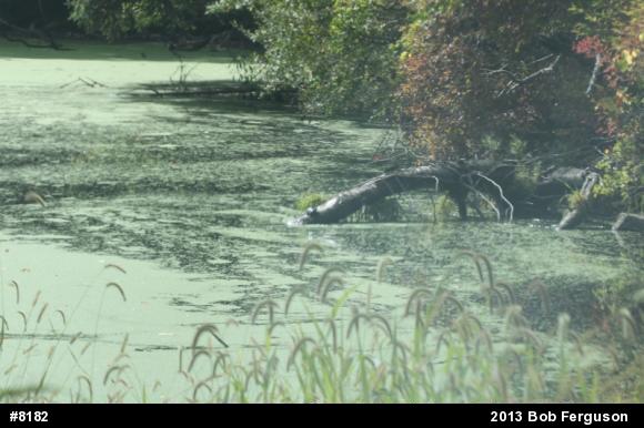 Eastern Painted Turtle