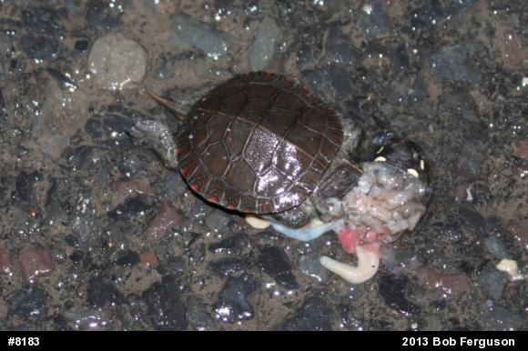 Eastern Painted Turtle