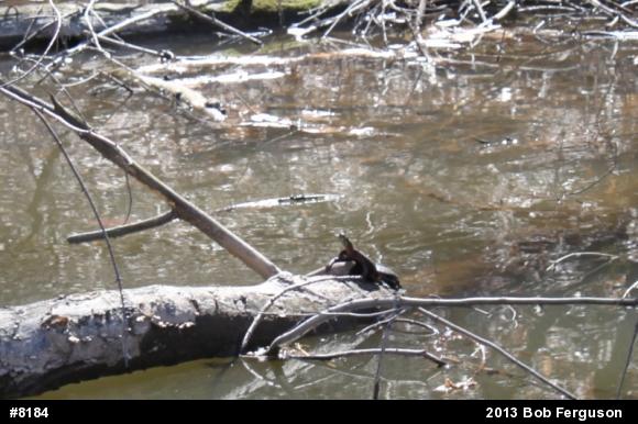 Eastern Painted Turtle