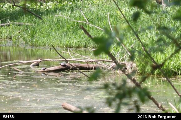 Eastern Painted Turtle