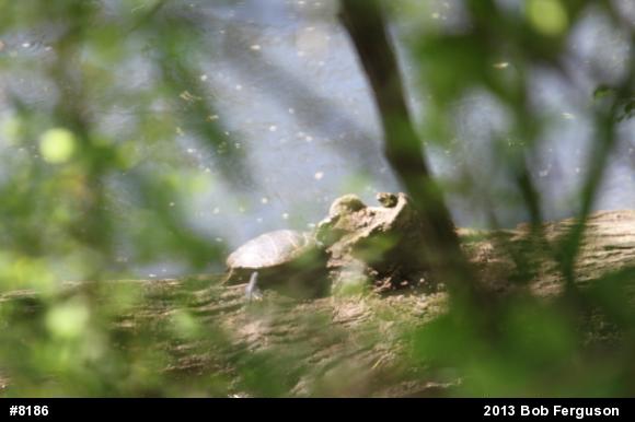 Eastern Painted Turtle