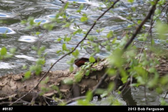 Eastern Painted Turtle