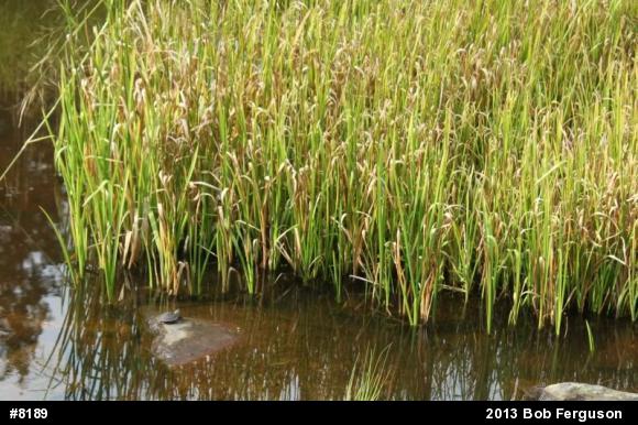 Eastern Painted Turtle