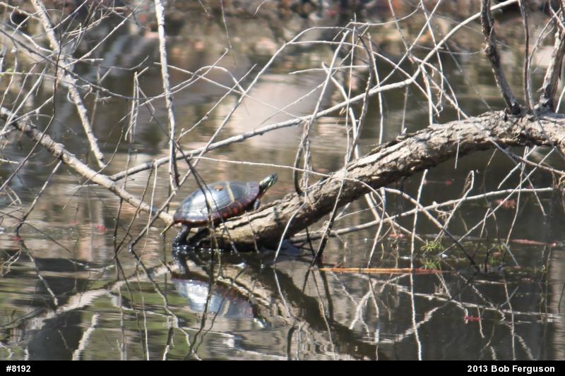 Eastern Painted Turtle