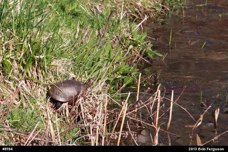 Eastern Painted Turtle