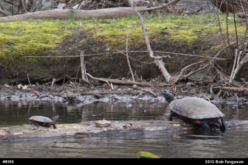 Eastern Painted Turtle