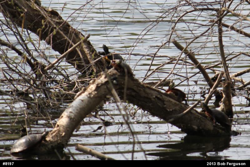 Painted Turtle