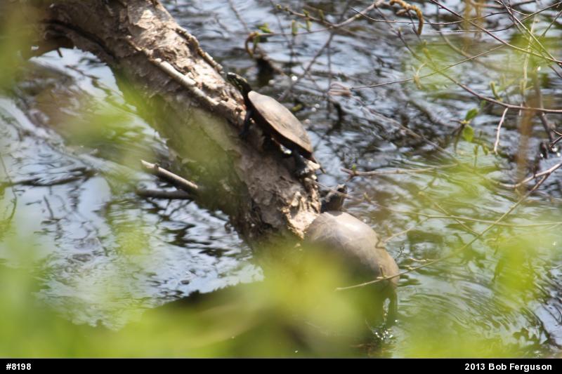 Eastern Painted Turtle
