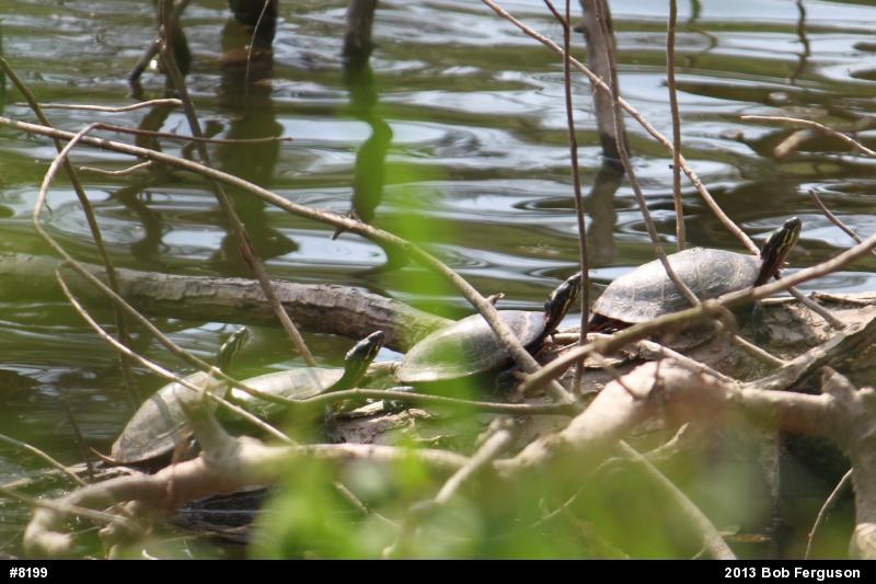 Eastern Painted Turtle