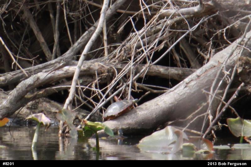 Eastern Painted Turtle
