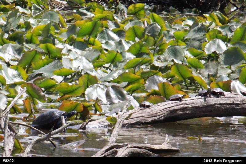 Painted Turtle