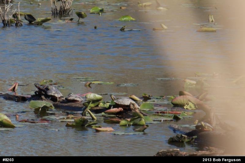 Painted Turtle
