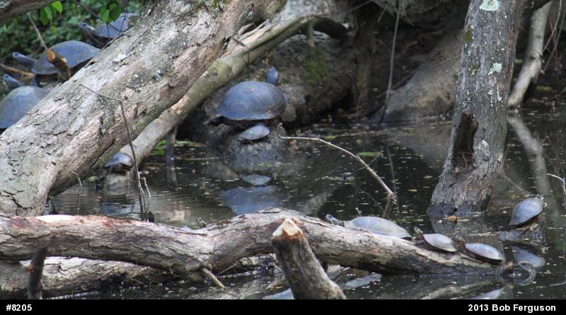 Eastern Painted Turtle