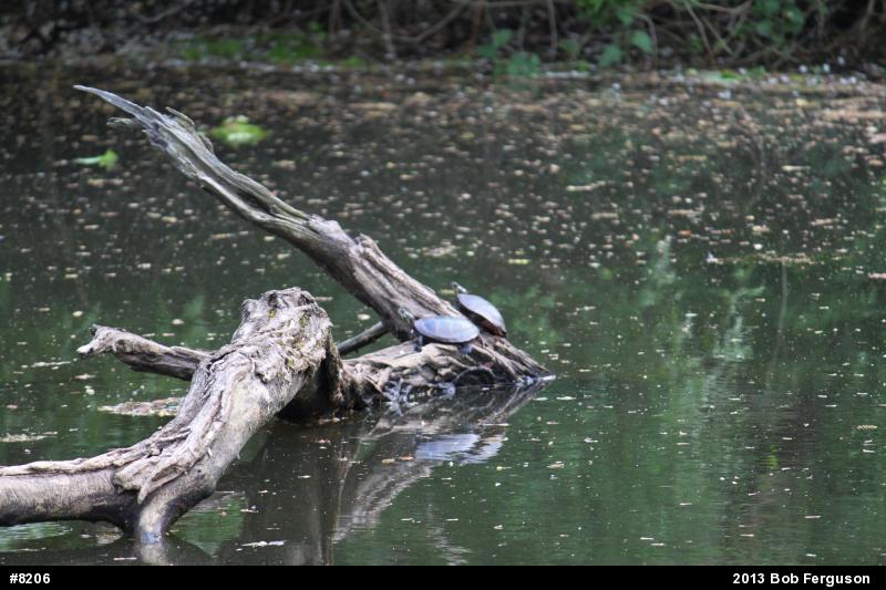 Eastern Painted Turtle
