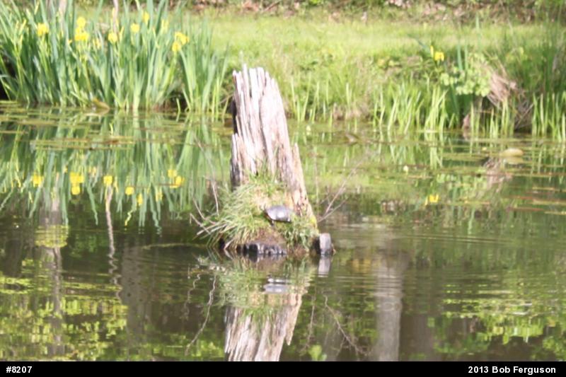 Eastern Painted Turtle