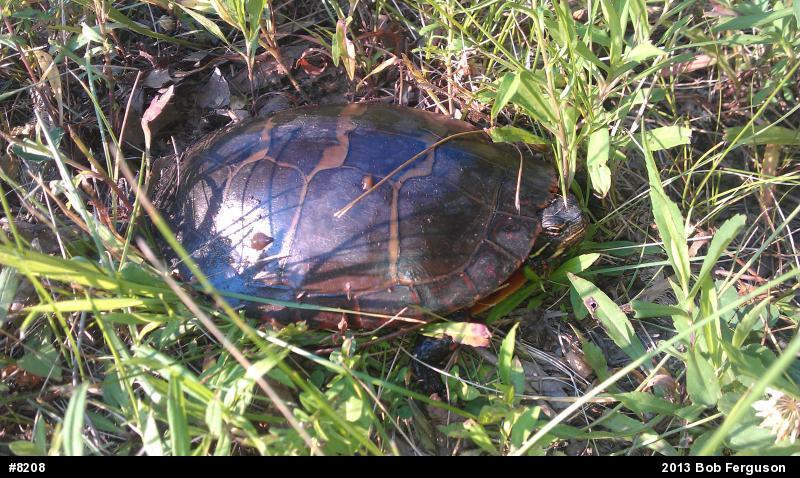 Eastern Painted Turtle