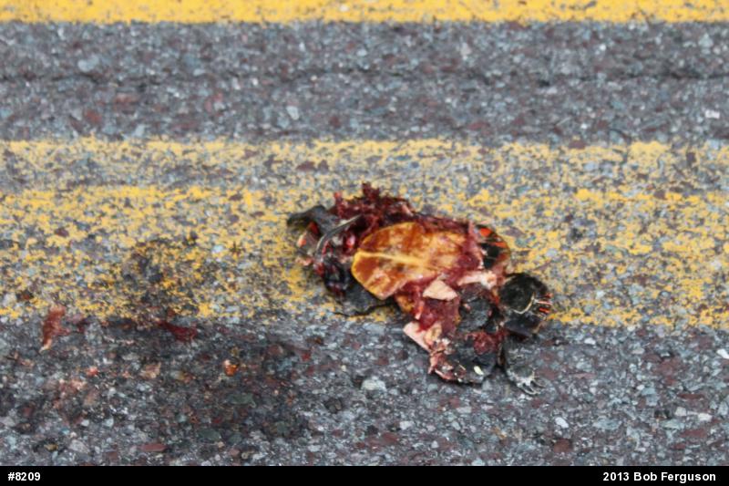 Eastern Painted Turtle