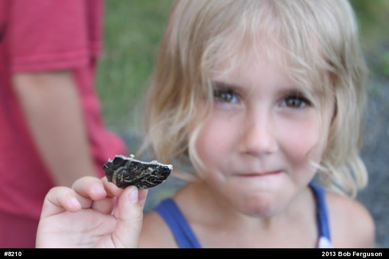 Painted Turtle