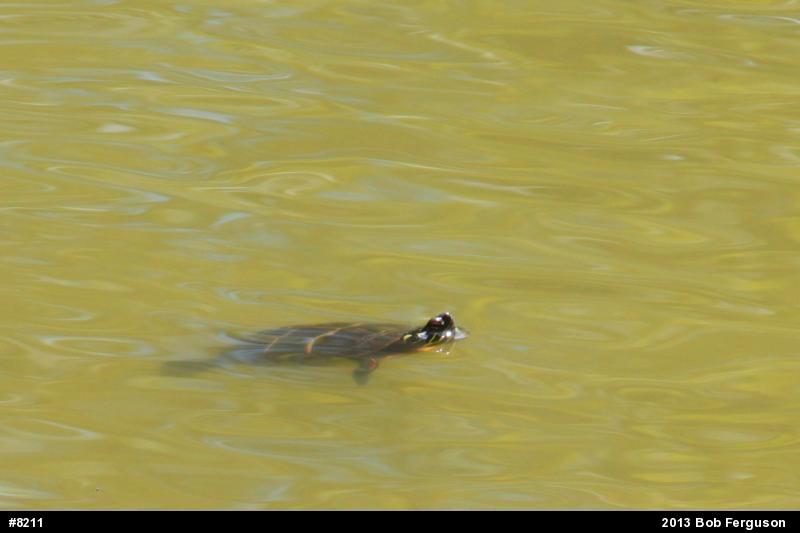 Eastern Painted Turtle
