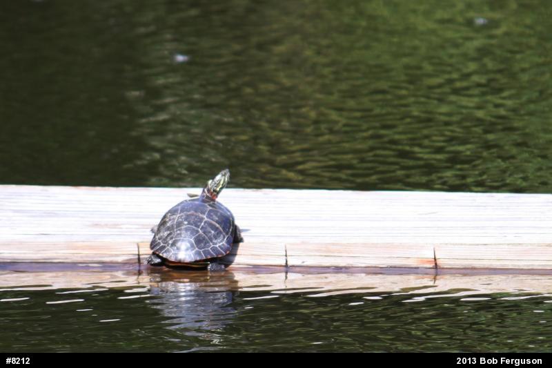 Eastern Painted Turtle