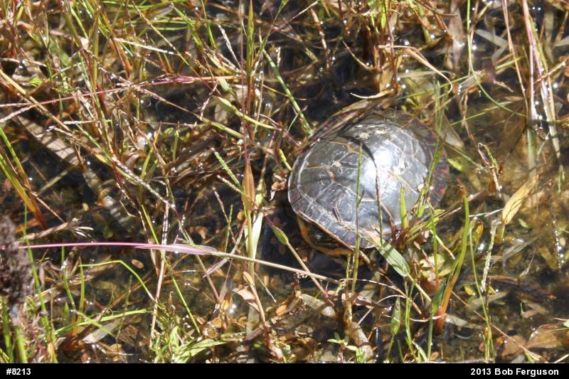 Eastern Painted Turtle