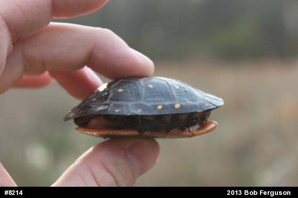 Spotted Turtle