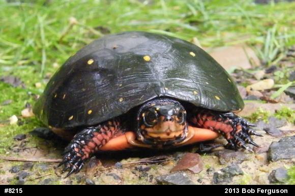 Spotted Turtle