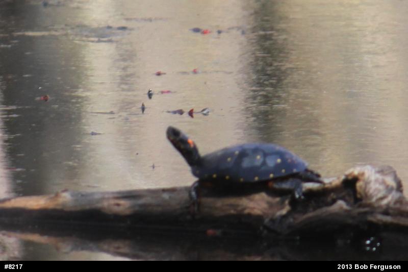Spotted Turtle