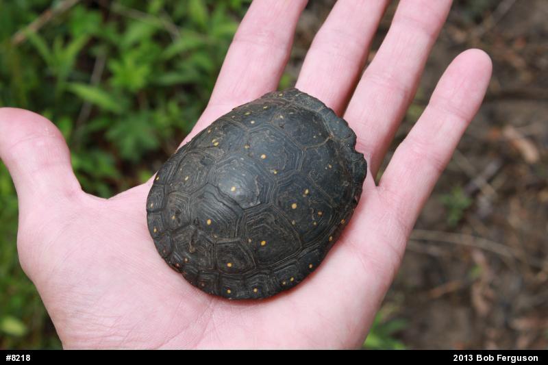 Spotted Turtle