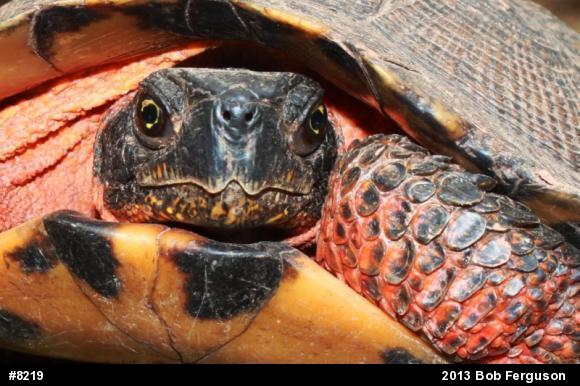 Wood Turtle