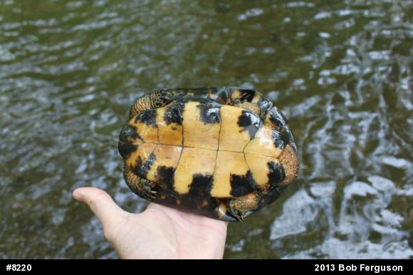 Wood Turtle